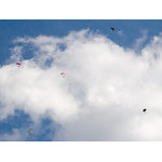 five_(they're_flying)