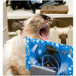 yawn