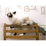 short_ladder
