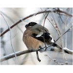 bullfinch(she)