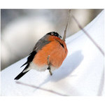 bullfinch