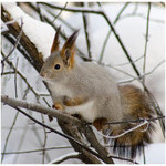 squirrel_(warming_of_forepaw)