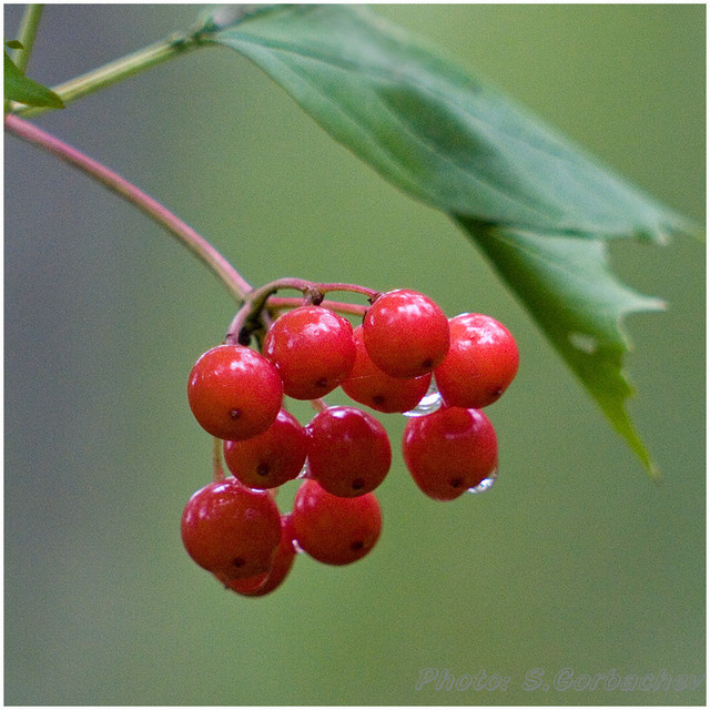 berries