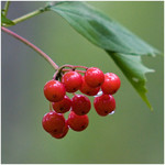 berries