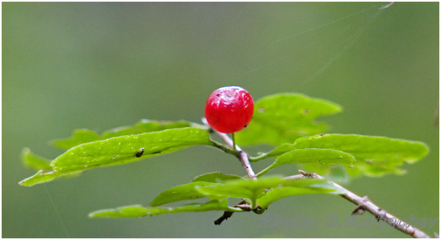 berry