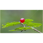 berry