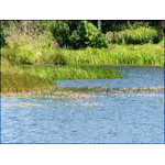 blossoming_at_water