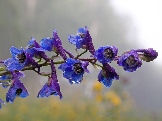 blue_on_white