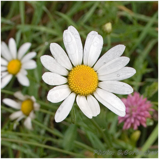 camomile