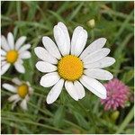 camomile