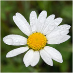 camomile1