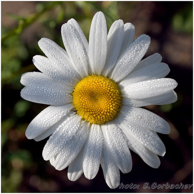 camomile_II