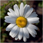 camomile_II