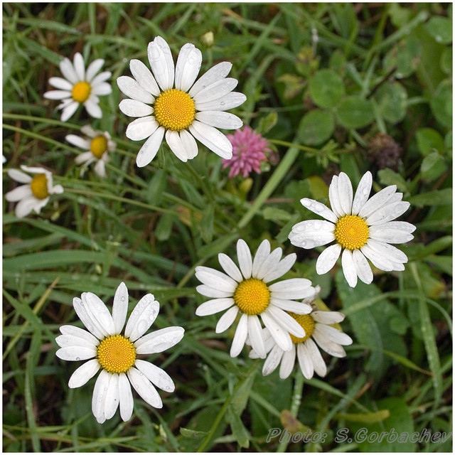 camomiles