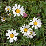 camomiles