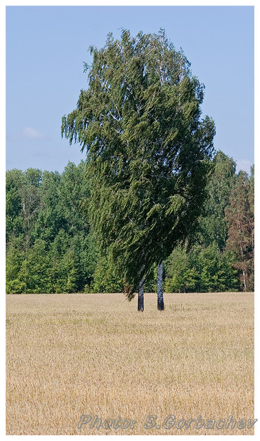 classical_tree