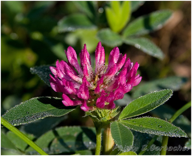 clover_(flower)