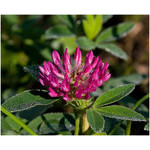 clover_(flower)