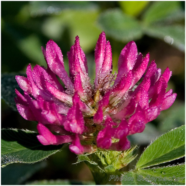 clover_(flower)_II