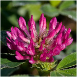 clover_(flower)_II