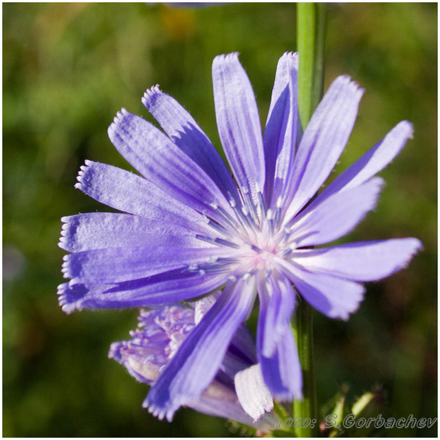 cornflower