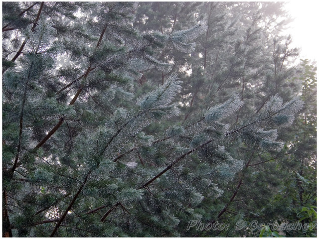 drops_in_mist