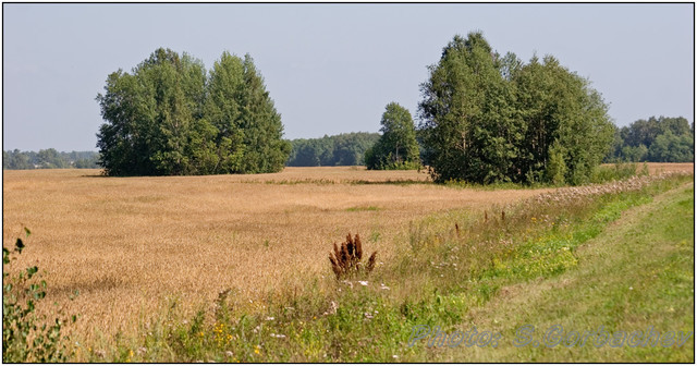 field(4369)