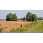 field(4369)