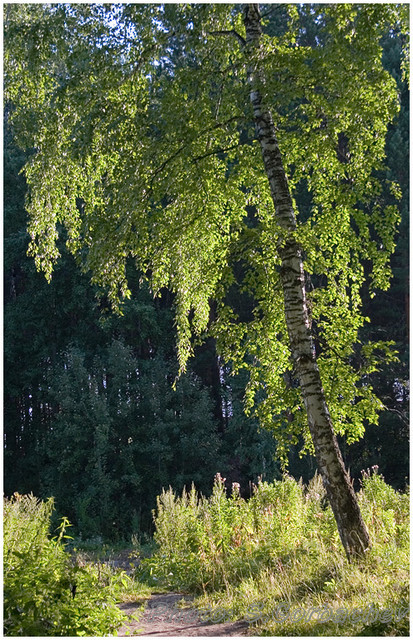 guard_of_sunny_path