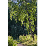 guard_of_sunny_path