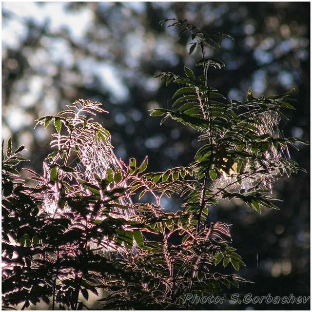 in_morning_rays