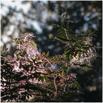 in_morning_rays