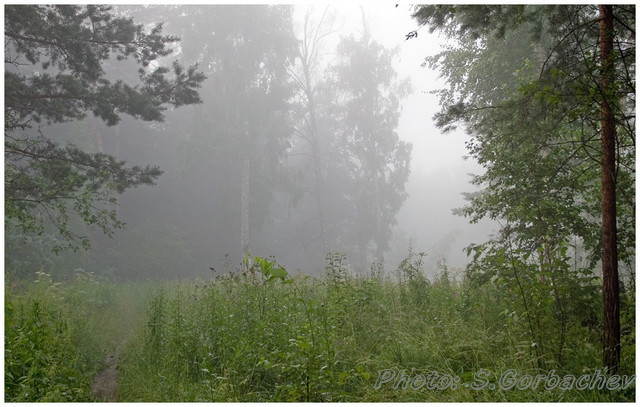 landscape_with_mist