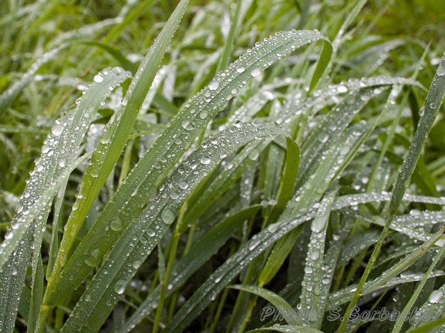 native-grasses