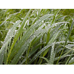 native-grasses