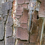 old_bark