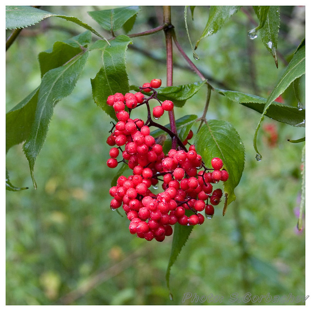 red_on_green