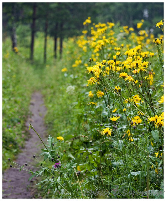 summer_path