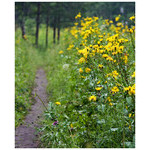 summer_path