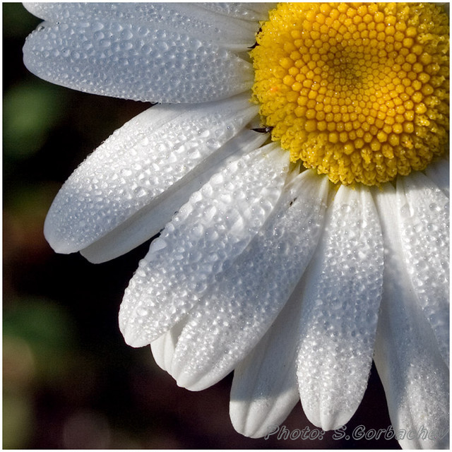 wet_white_wings
