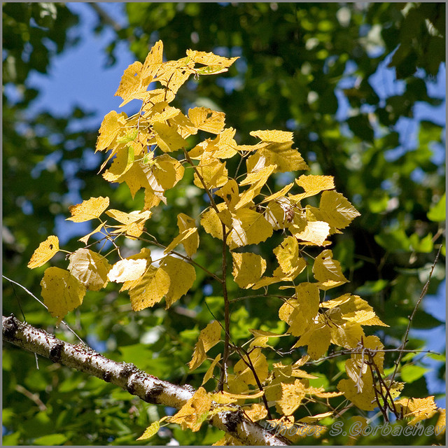 yellow_at_green