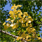 yellow_at_green
