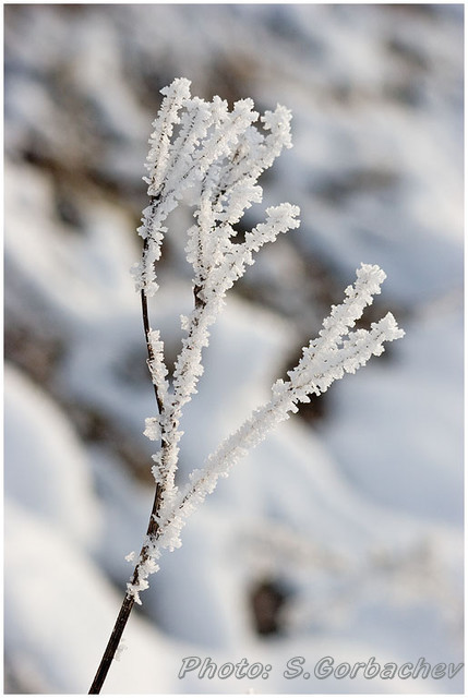 cut-glass_bush