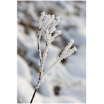 cut-glass_bush