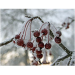 iced_up_cluster