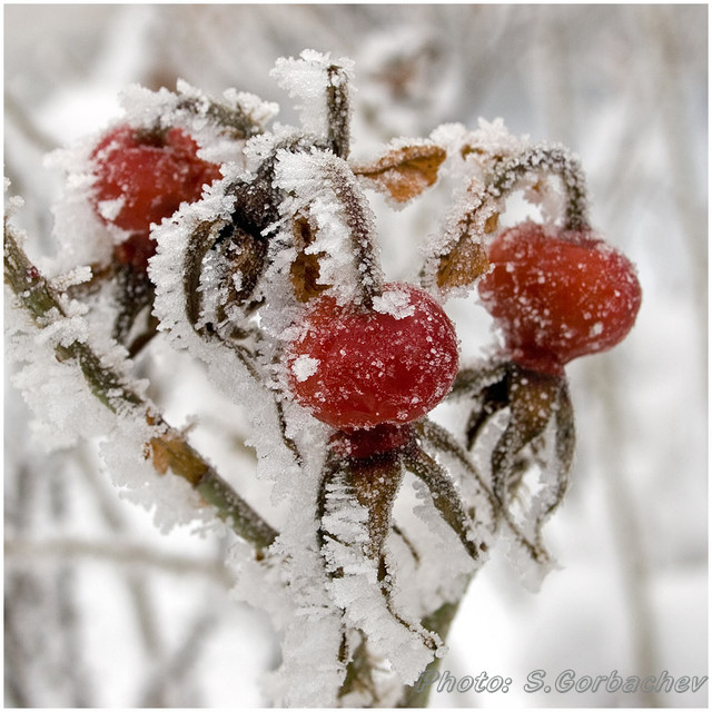 iced_up_dog-rose