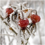 iced_up_dog-rose