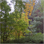 autumn_state_of_mood