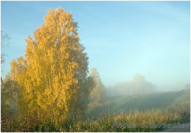 autumn_yellow