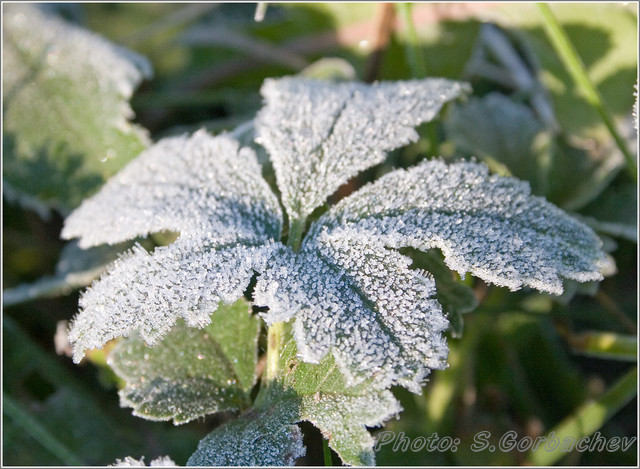 frozen_breath